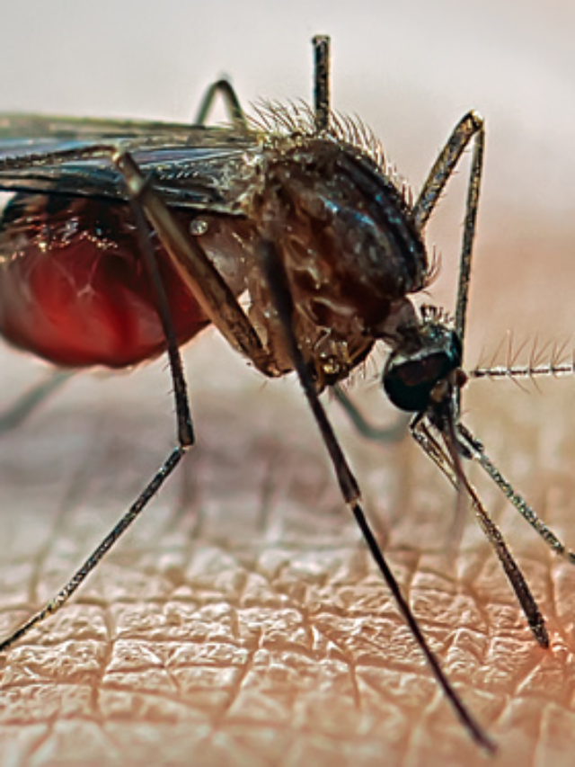 5 Effective Home Remedies And Prevention Methods To Get Rid Of Malaria